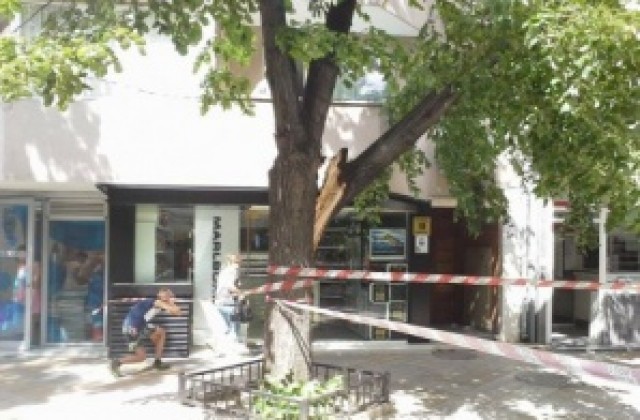 Силният вятър повали дървета във Варна