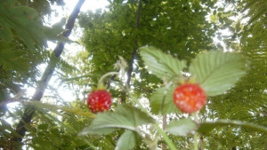 WWF Българските гори и биоразнообразието ще изчезнат температурите ще се