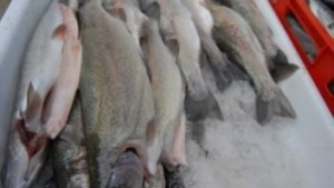 Водолей посреща последния празник на рибата