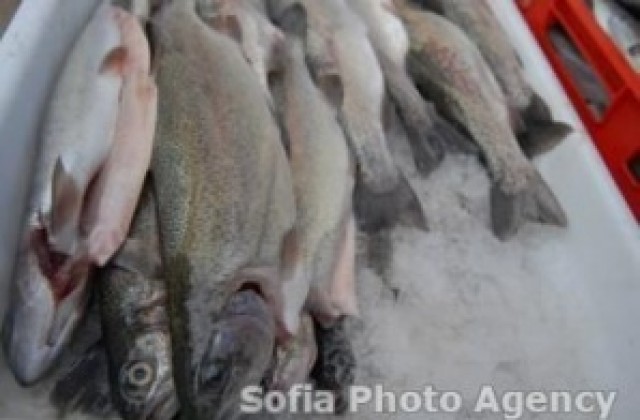 Водолей посреща последния празник на рибата