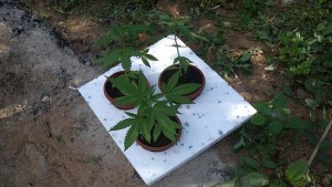 Хванаха четирима отглеждали дрога