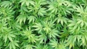 Осъдиха 51годишен за отглеждане на марихуана