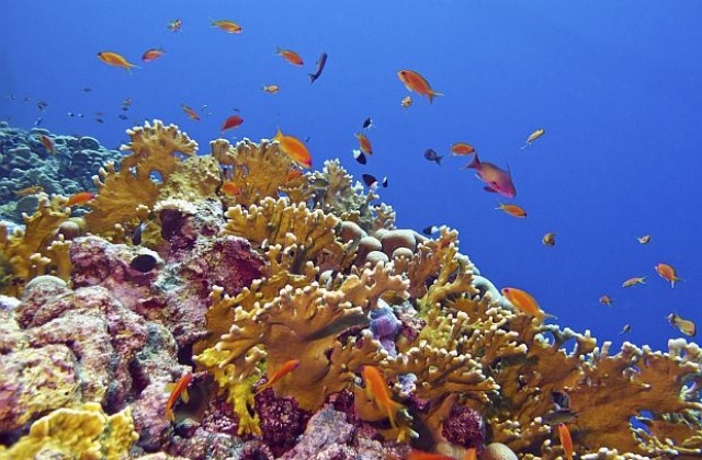 Кораловите рифове в Карибско море може да изчезнат до 20 години