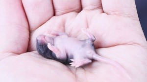 Родиха се мишлета заченати със замразена тъкан от тестиси