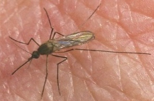 Унищожават комарите в Дряновско