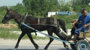 Шестима мъже крадат сено с конски каруци