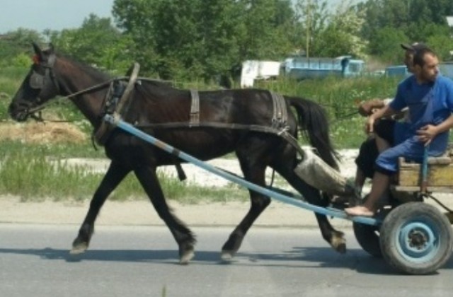 Шестима мъже крадат сено с конски каруци