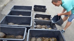 Спасиха 120 костенурки