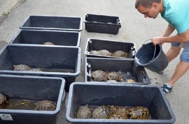 Спасиха 120 костенурки