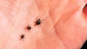 Петима нахапани от кърлежи за седмица