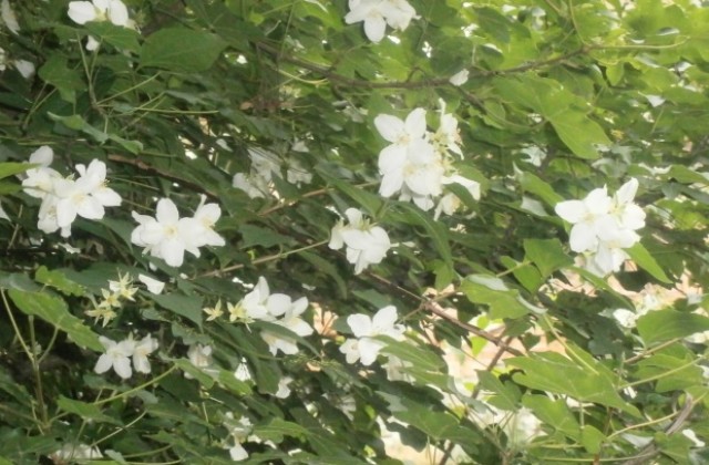 Очаква ни прекрасен юлски ден