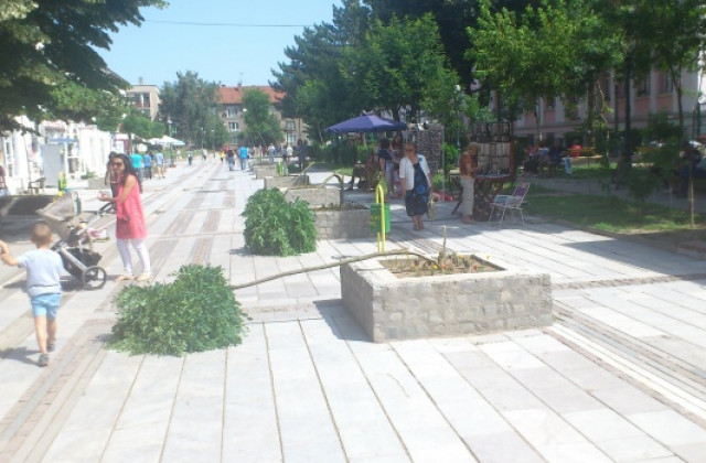 Кълбовидните акации по „Търговска осъмнаха прекършени