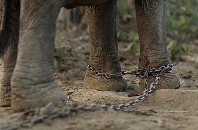 Слон, окован половин век във вериги, се разплака при освобождаването му (ВИДЕО)