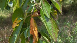 Третиране на ранен листопад при черешите