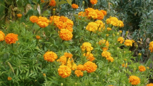 Слънчево и горещо време днес