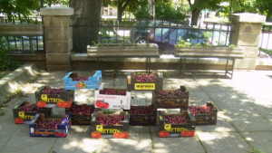 340 кг на декар е добивът на череши до момента