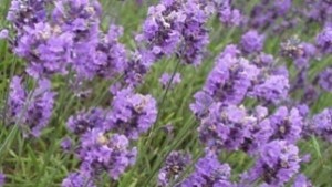 Трима откраднаха тон лавандула