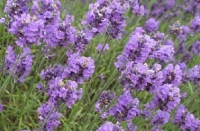 Трима откраднаха тон лавандула