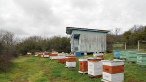 Лоша година се очертава за пчеларите