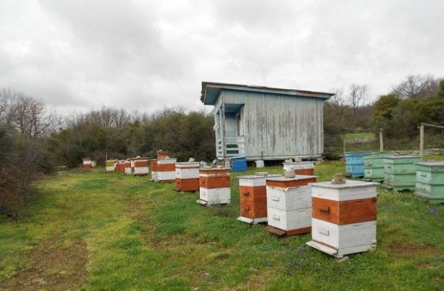 Лоша година се очертава за пчеларите