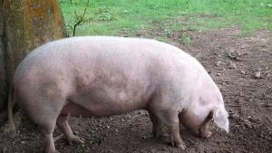 Швейцария забранява вноса на свинско месо от някои страни сред