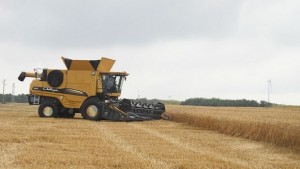 497 кг от декар е средният добив от пшеница в