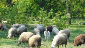 Временно се затваря общинският пазар за живи животни в с