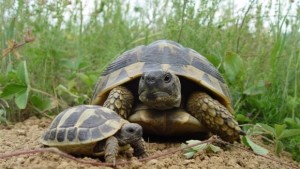 Осъдиха убиец на костенурка изял я от глад