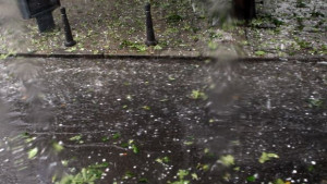 Проверяват за опасни дървета в София