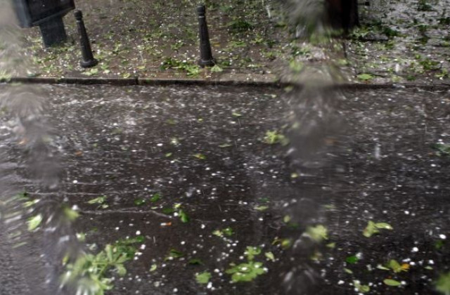 Проверяват за опасни дървета в София