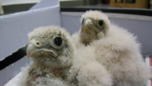 Експертите от РИОСВ Враца изпратиха две ветрушки към Спасителния център