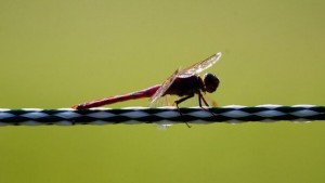 Чакат ни екологични войни чиито оръжия ще са насекомите
