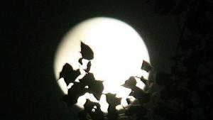 Хора по цял свят наблюдаваха суперлунието