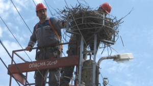 Спасяват щъркелово гнездо в село Добромирка