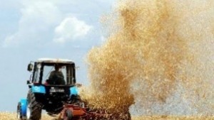 Повисоки добиви от ечемик пониски от пшеница