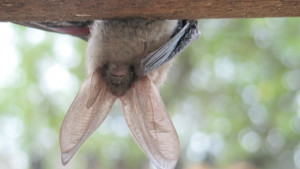 Американски учен проучва прилепите у нас