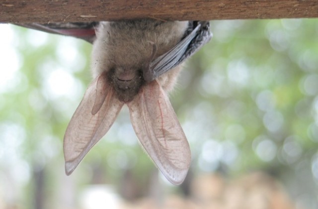 Американски учен проучва прилепите у нас