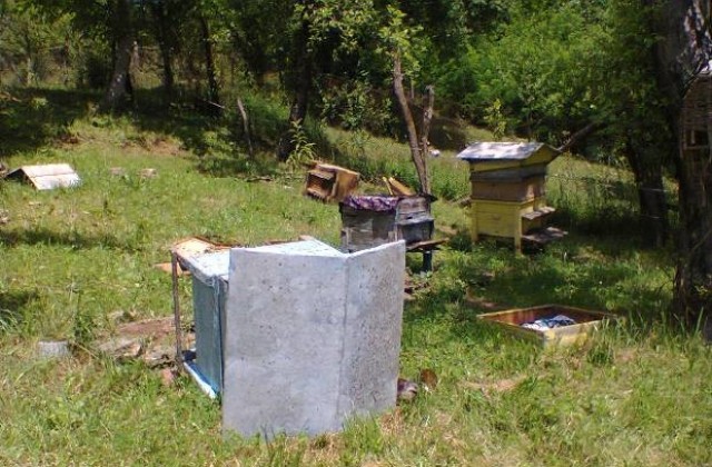 Мечка потроши пчелин с 25 кошера в Тумбалово