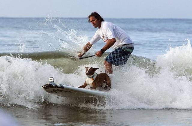 Кучета сърфисти се състезаваха в Сан Диего