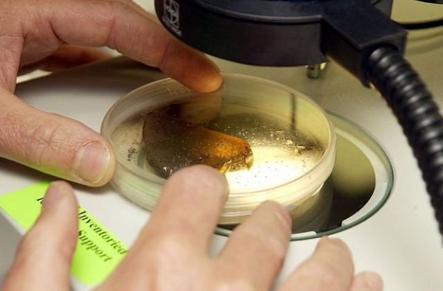 Учени създадоха червей, който никога не се напива