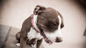 Съд грози варненеца който уби нахапалия жена му питбул