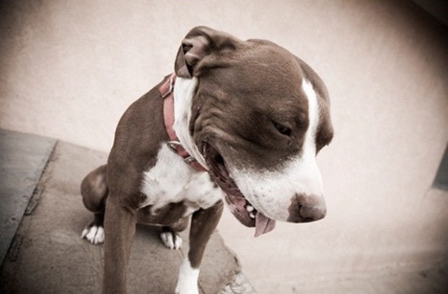 Съд грози варненеца, който уби нахапалия жена му питбул