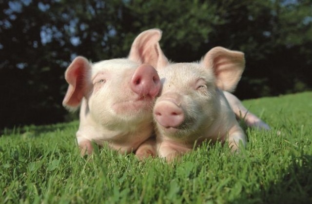 Китайски породи направили европейските свине по-дебели