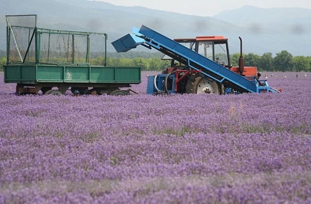 Очакват по-високи изкупни цени на лавандуловото масло