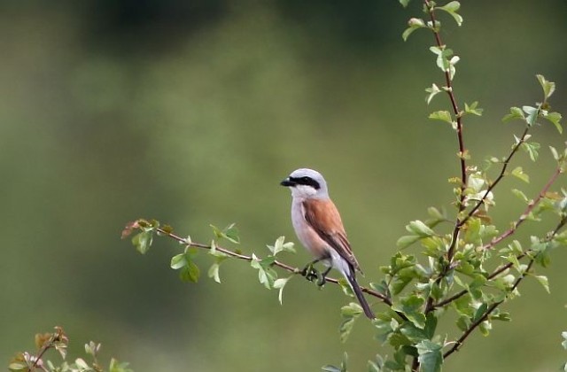 Компютър разпознава птиците по песните им