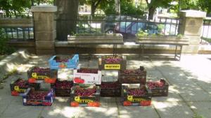 433 кг на декар е добивът на череши в областта