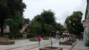 Нови кълбовидни акации замениха прекършените