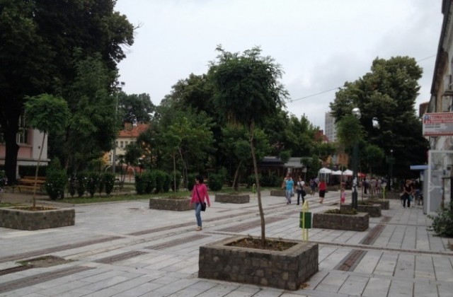 Нови кълбовидни акации замениха прекършените