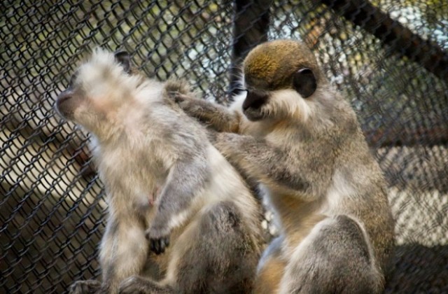 Маймуните били най-голямата атракция в зоопарка