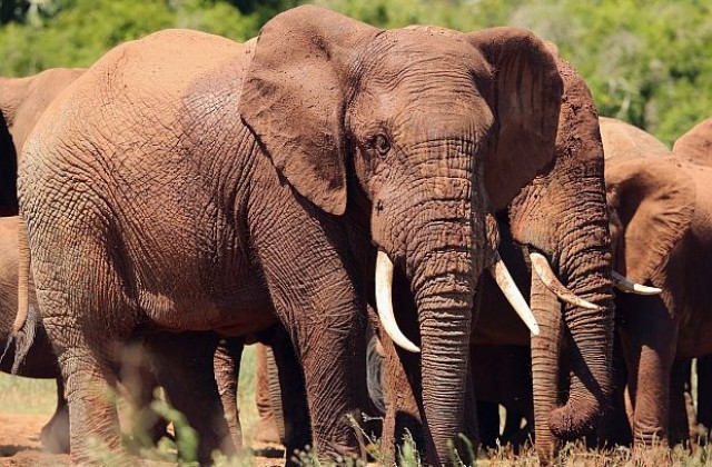 Слонът е с най-силно обоняние в животинския свят